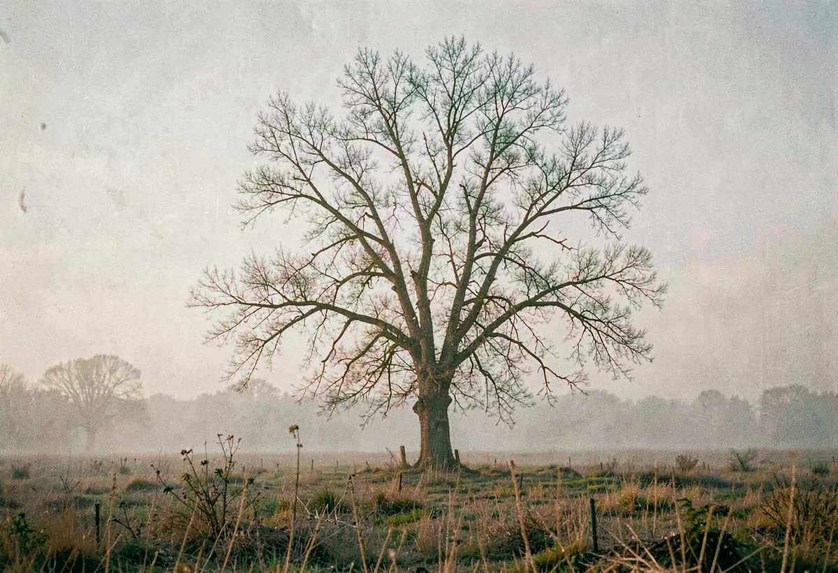 A bare tree on a misted field at first light