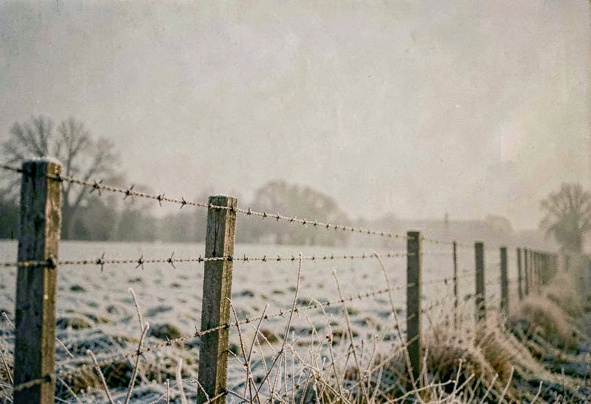 Frost along a barbed-wire fence line
