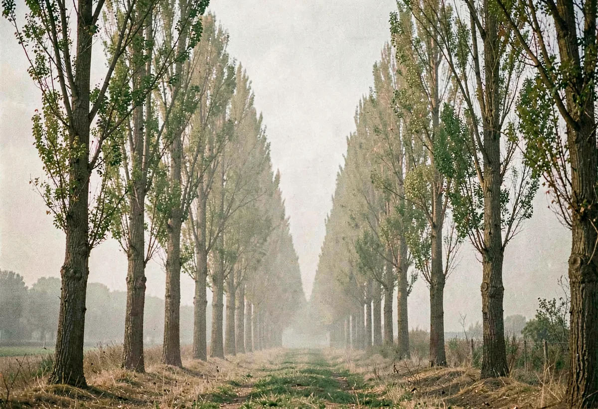 A line of poplars receding into haze