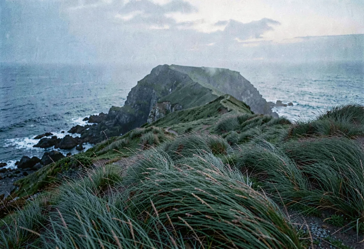 Long grass bending in wind on a headland