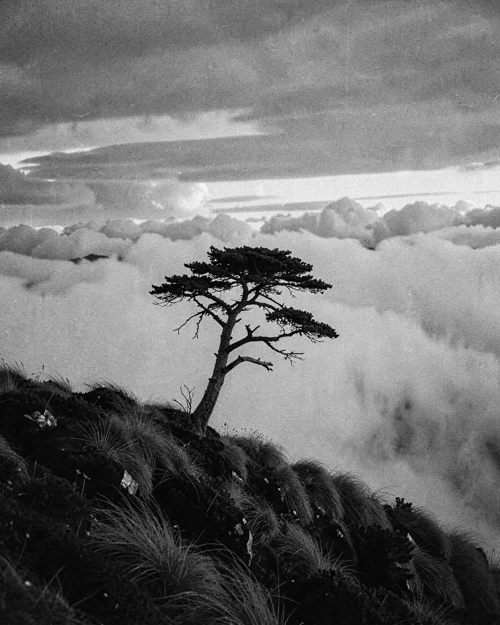 A lone tree on a ridge against moving cloud